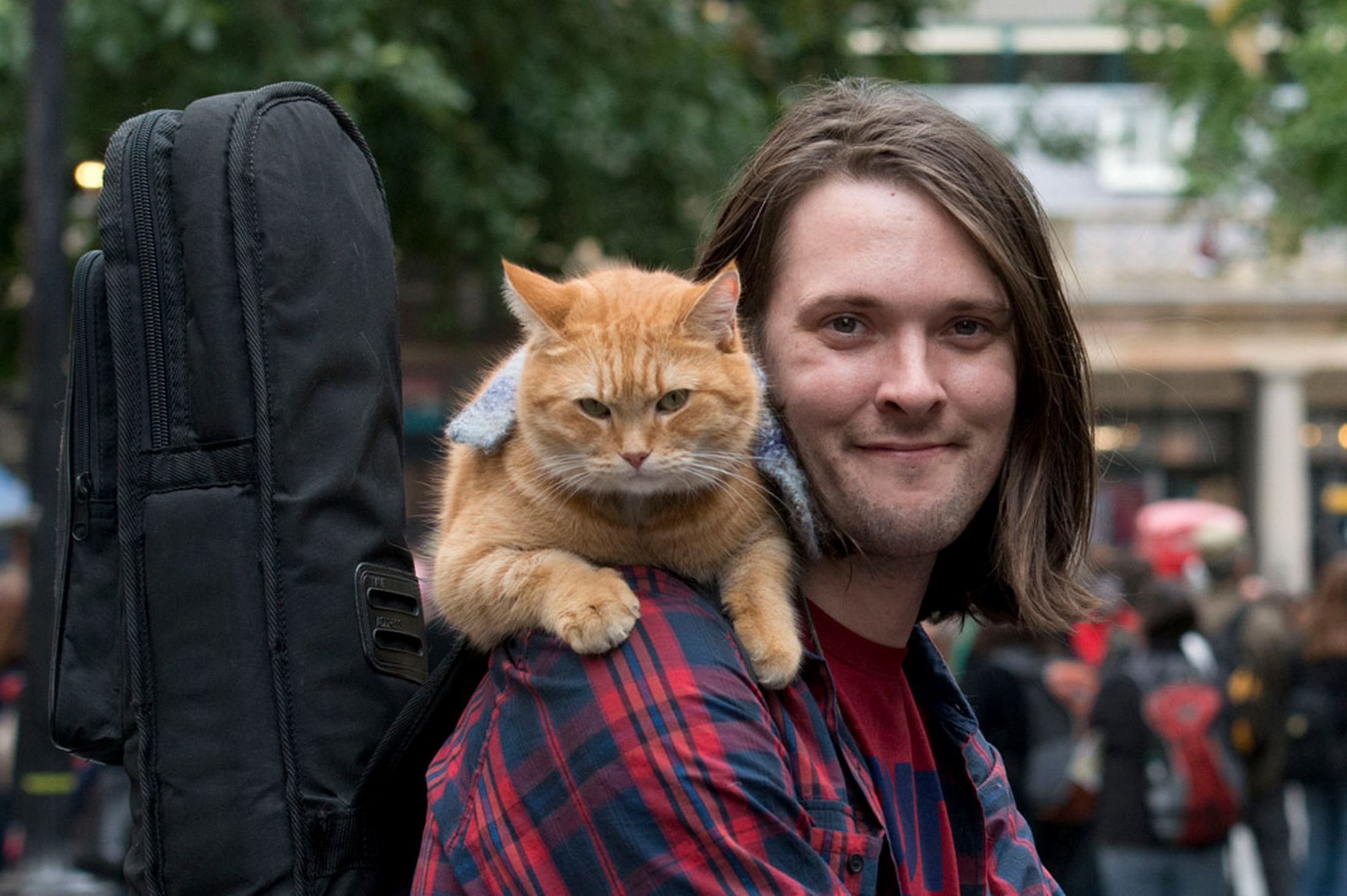 Um Gato De Rua Chamado Bob And Tom